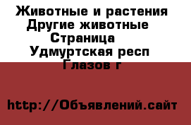 Животные и растения Другие животные - Страница 2 . Удмуртская респ.,Глазов г.